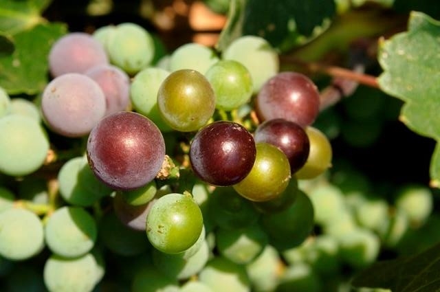 uvas de toyan